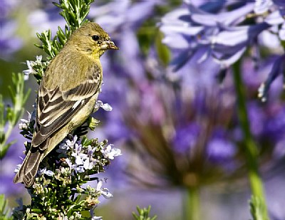 Female Lesser Gold Finch 