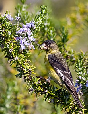 Male Lesser Gold Finch