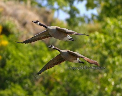 Canadian Geese
