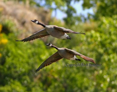 Canadian Geese