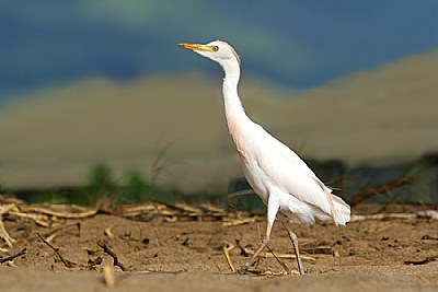 Cattle Egret