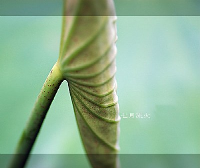Lotus in July