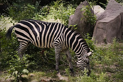 Grazing Zebra