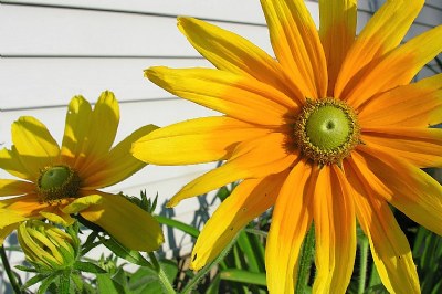 Black-eyed Susans