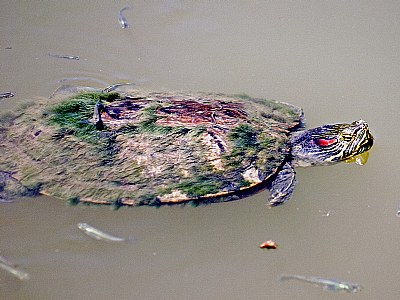 Painted Turtle
