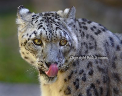 Snow Leopard