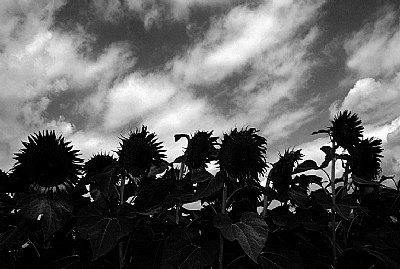 Sunflowers' Eclypse