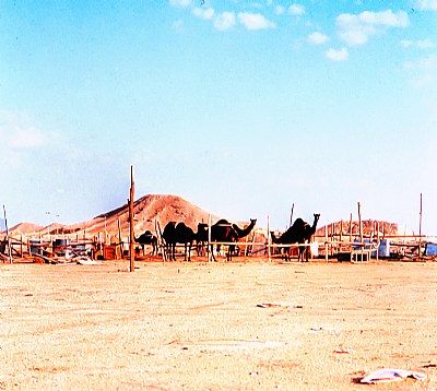 camel camp