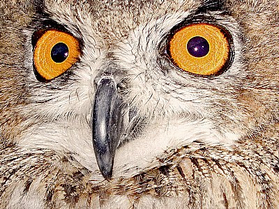 Eagle Owl,
