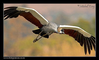 Grey Crowned Crane