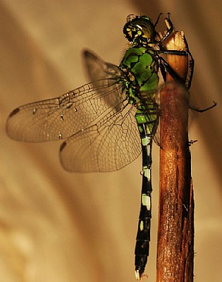 Dragonfly2