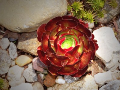 A world within a flower