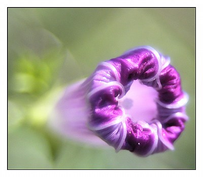 Circle of Purple.