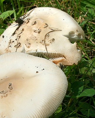 Mushroom zoom