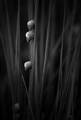 Snails on Sea Grasses