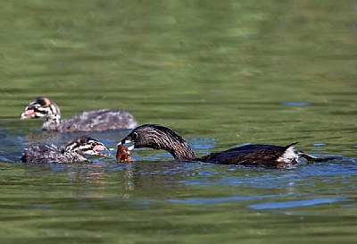 Grebe Family Meal 2