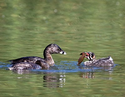 Grebe Family Meal 3
