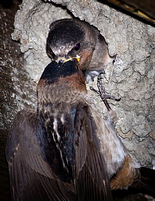 Cliff Swallow feeding 