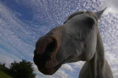 The Inquisitive Horse