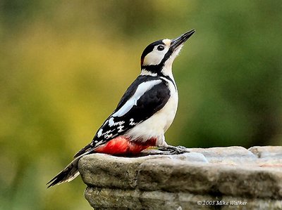 Great Spotted Woodpecker