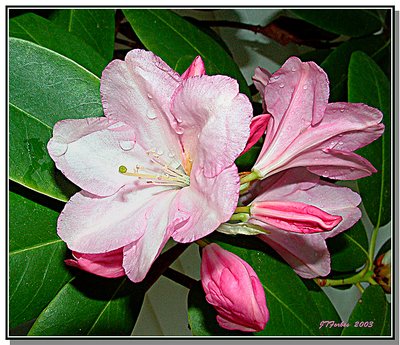 Spring Rhododendrun