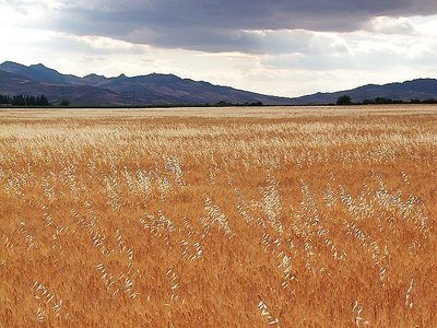 grain fields (2)