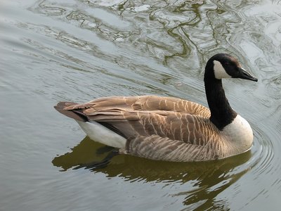 Her majesty the goose
