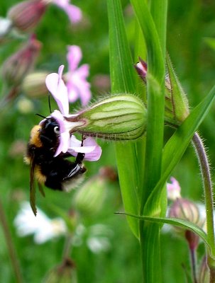 Bumblebee