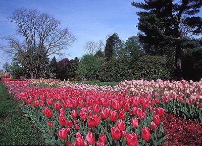 Longwood Tulips (s764)