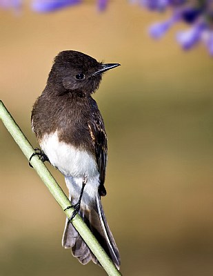 Black Phoebe