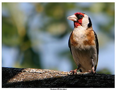 Carduelis carduelis