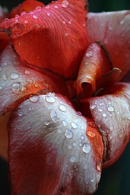 Evening Shower