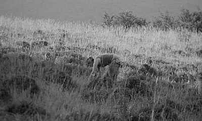 Catcher in the grass