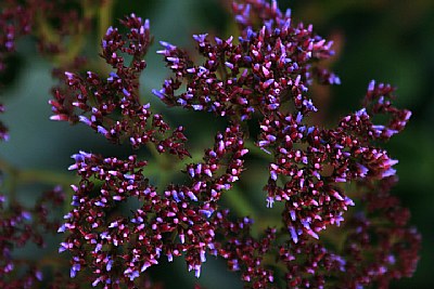 Purple Burst