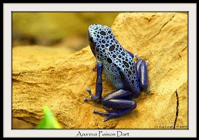 Azureus Poison Dart Frog