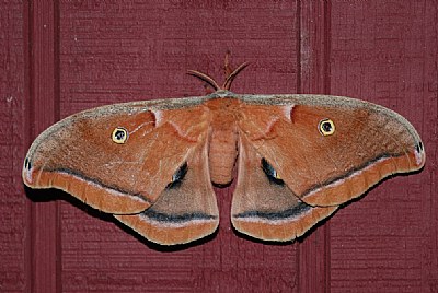 mr moth