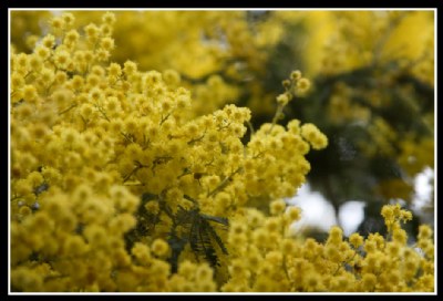 dandenon gwattle