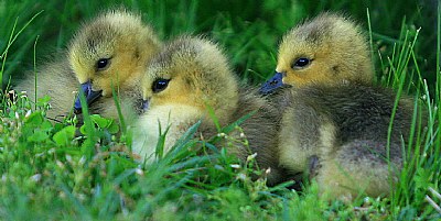 Goslings Family Portrait