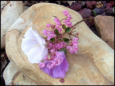 Flowers #3
