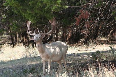 White Buck