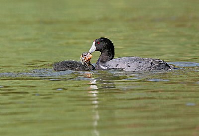 Baby Coot Being Fed