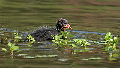 Baby Coot