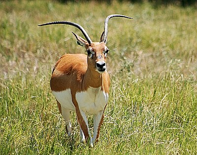 Antelope