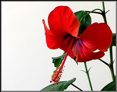 Hibiskus-2