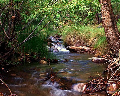 Miller Canyon Stream