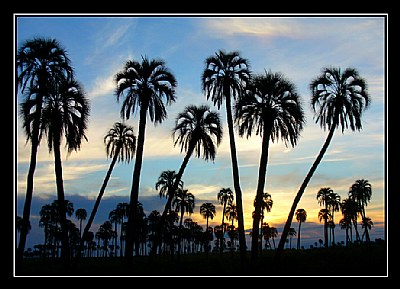 El Palmar