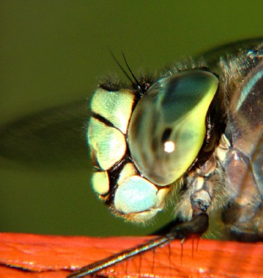 Eye of the Dragon Fly