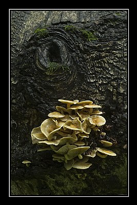 Fungi