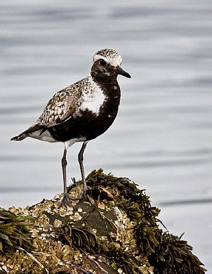 Black Bellied Plover