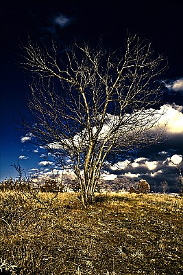 TREE OF LIFE